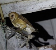 6s3a0526adultbarnowl