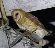 6s3a0530barnowl