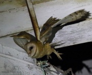 6s3a0533barnowl