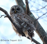 6S3A3748Barred_Owl