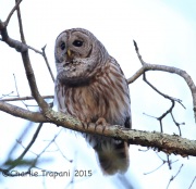 6S3A3751Barred_Owl