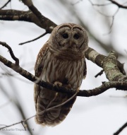 6s3a0489barredowl