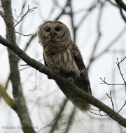 6s3a0518barredowl