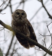6s3a0535barredowl
