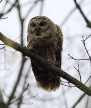6s3a0541barredowl