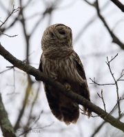 6s3a0547barredowl_1