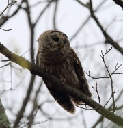 6s3a0548barredowl_2