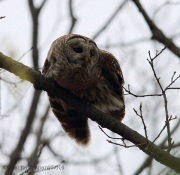 6s3a0549barredowl_3
