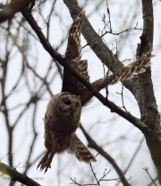 6s3a0550barredowl_4