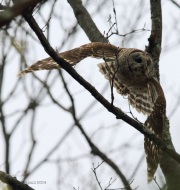 6s3a0551barredowl_5