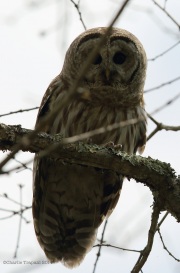 6s3a0552barredowl