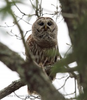 6s3a0584barredowl
