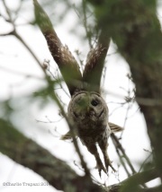 6s3a0587barredowl