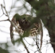 6s3a0588barredowl