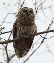 6s3a0605barredowl