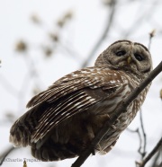 6s3a0656barredowl