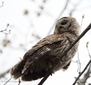 6s3a0664barredowl