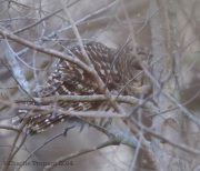 6s3a4920barredowl