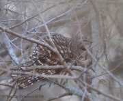 6s3a4921barredowl