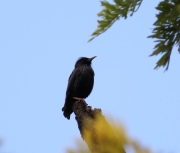 IMG_2461Spotless_Starling