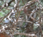 IMG_2897Female_Sardinian_Warbler_Spain_Bird