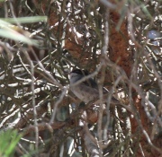 IMG_2898Male_Sardinian_Warbler_Spain
