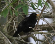 IMG_3825Eurasian_Blackbird