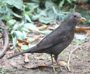 IMG_3872Eurasian_Blackbird