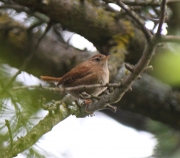 IMG_3921Wren