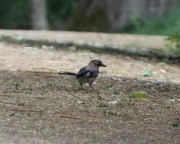 IMG_4016Eurasian_Jay