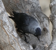 img_2073jackdaw