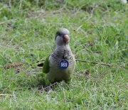 img_2086monkparakeet