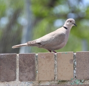 img_2098eurasiancollareddove