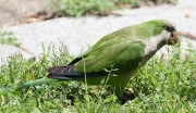 img_2141monkparrot
