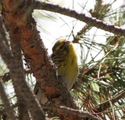 img_2163serin