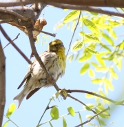 img_2193serin