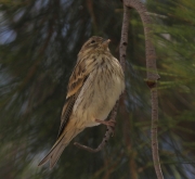 img_2222Serin