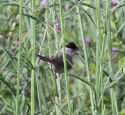 img_2387eurasianblackca