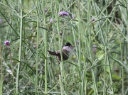 img_2389eurasianblackcap