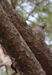 img_2393woodpigeon