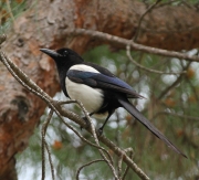 img_2400black-billedmagpie