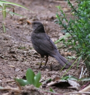 img_2515blackbird