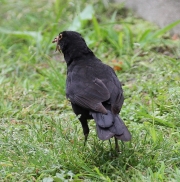 img_2533commonblackbird