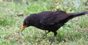 img_2539commonblackbirdsevillespain