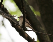 img_2543possiblespottedflycatchersevillespain