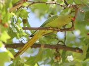 img_2553rose-ringedparrotsevillespain