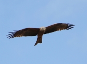 img_2652redkite