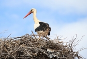 img_2688whitestork