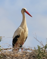 img_2700whitestork