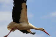 img_2704whitestork